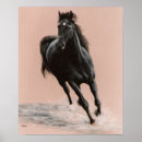 Suche nach pferdedruck poster Arabisches pferd