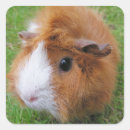 Suche nach der cavy aufkleber Nagetier