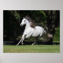 Suche nach gray poster Andalusisch