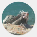 Suche nach iguana aufkleber Grüne leguane