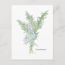 Suche nach kräuter postkarten Rosmarin