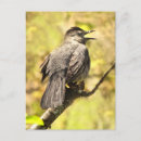Suche nach schwarzer vogel postkarten Gelb
