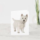 Suche nach west highland terrier karten Hochland gebiet