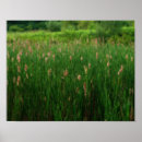 Suche nach schwänze poster Für sie