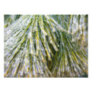 Suche nach kiefernnadeln poster Winter