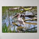 Suche nach pelikan poster Wild