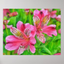 Suche nach alstroemeria poster Natur