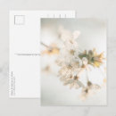 Suche nach kirschblüte baum postkarten Blumenreich