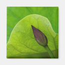 Suche nach knospe magnete Flora