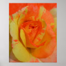 Suche nach orange ros poster Blume