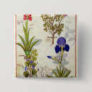 Suche nach orchidee buttons Pflanze