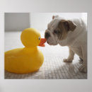 Suche nach hunde poster Horizontal