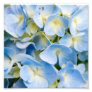 Suche nach hydrangea blume poster Weiß