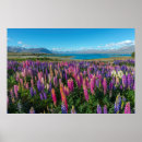 Suche nach neuseeland poster Lupine