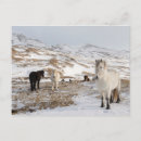 Suche nach stute und fohlen postkarten Pony