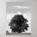 Suche nach alter baum poster Landschaft