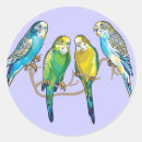 Suche nach parkett aufkleber Budgerigar