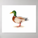 Suche nach stockente poster Vogel