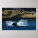 Suche nach schwertwal poster Meer