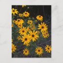 Suche nach rudbeckia hirta Foto