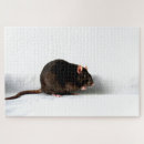 Suche nach ratten puzzle Schwarz