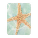 Suche nach seestern magnete Muscheln