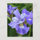 Suche nach lila iris postkarten Blüten
