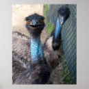 Suche nach emu poster Wildtiere