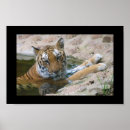 Suche nach tigergesicht poster Groß