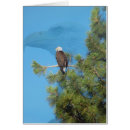 Suche nach bedrohte art postkarten Adler