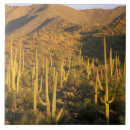 Suche nach saguaro fliesen Südwesten