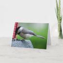Suche nach chickadee karten Fotografie