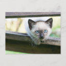 Suche nach niedliche spinne postkarten Katze