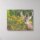 Suche nach whitetail poster Tierwelt