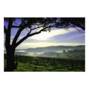 Suche nach barossa Bäume