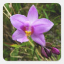Suche nach orchid aufkleber Lila orchidee