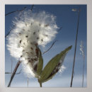 Suche nach hülsen poster Milchkraut