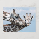 Suche nach tierthemen postkarten Horizontal