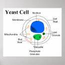 Suche nach hefe poster Pilzdiagramm