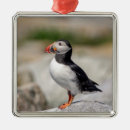 Suche nach puffin ornamente Seevogel