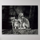Suche nach luchs poster Katzen