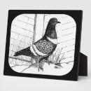 Suche nach geflügel fotoplatten Vogelvogel
