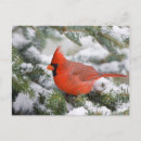 Suche nach tannenbaum poster Vogelvogel