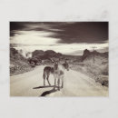 Suche nach esel postkarten Burros