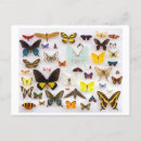 Suche nach lepidoptera poster Vintag