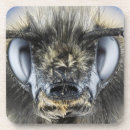 Suche nach wirbellos untersetzer Tier