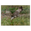 Suche nach wilder vogel schneidebrettchen Vogelbeobachtung