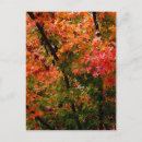 Suche nach ahorn postkarten Blattwerk