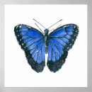 Suche nach blauer morpho schmetterling poster Flügel