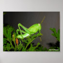 Suche nach nymphen poster Natur